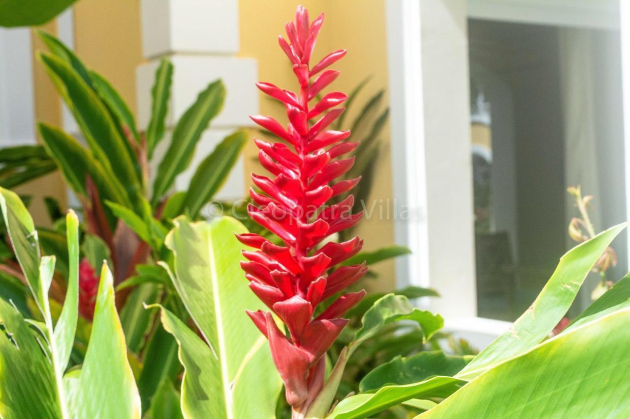 The Harbour Aparthotel Rodney Bay Exterior foto